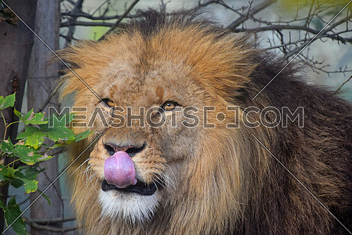 Close up portrait of mature male African lion with tongue licking, looking at camera