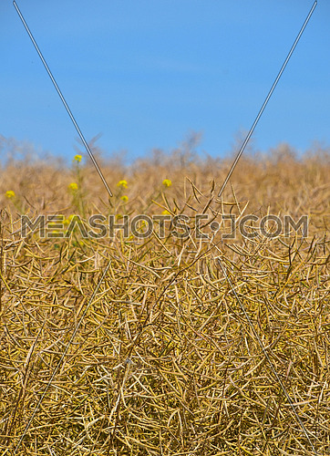 Field of ripe mature colza rape plant with some green blooming colza and yellow flowers under bright day blue sky