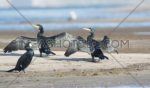 A group of Great Cormorant Birds