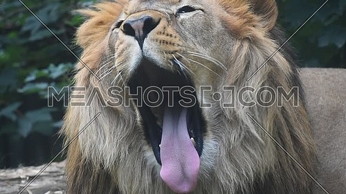 Extreme close up portrait of one young male yawning, low angle view
