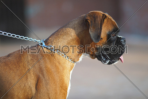 pure breed boxer dog from side angle
