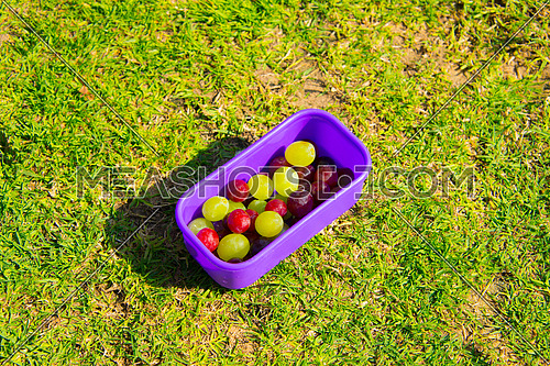 Mixed grapes in a small picknic box on the grass
