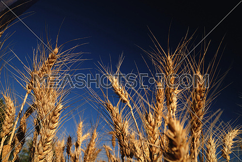 wheat 