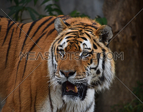 Close up portrait of mature Siberian tiger male (Amur tiger, Panthera tigris altaica), looking at camera out of dark forest, low angle front view