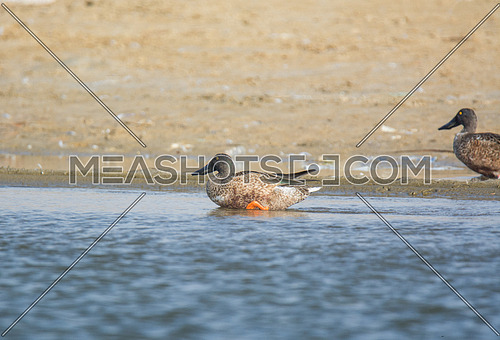 Northern Shovler Duck in the water