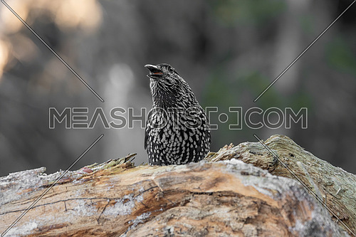 Spotted Nutcracker (Nucifraga caryocatactes) with a nut in her beak