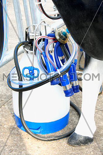 mechanized milking equipment