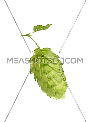 Close up one cone of fresh green hop on branch with leaf, ingredient for beer or herbal medicine, isolated on white background, low angle side view