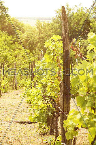 Vineyard in the sunny day
