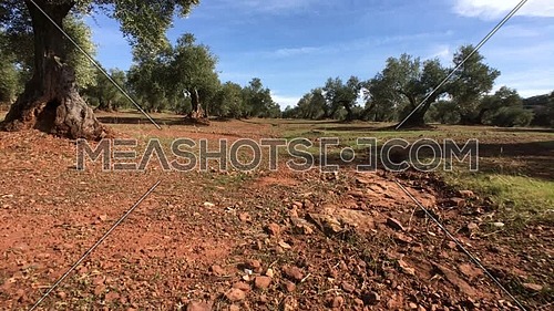  Field of Olive trees near Jaen, soft camera movement in 4k