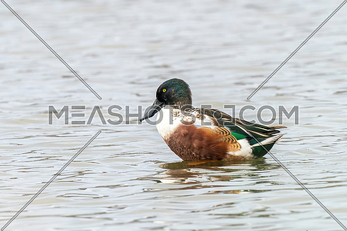 Northern shoveler (Anas clypeata) or shoveller can be recognised on its spatulate bill. It is a common and widespread duck.