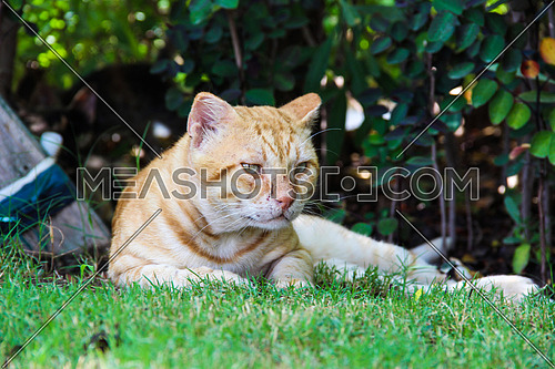 A cat with a scratched face in a garden outdoor
