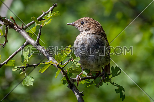 A common nightingale in the shrub is sitting on a branch. Bird the Nightingale sings in the spring.