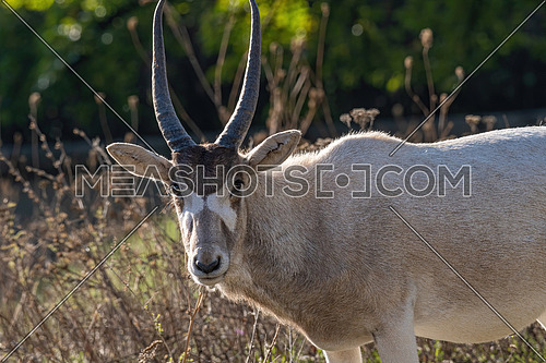 Portrait of Addax (Addax nasomaculatus) also known as the white antelope and the screw horn antelope, is an antelope of the genus Addax, that lives in the Sahara desert
