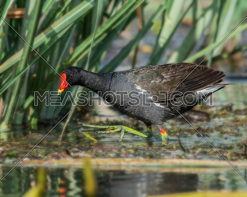 a Common Moorhen walking on the water