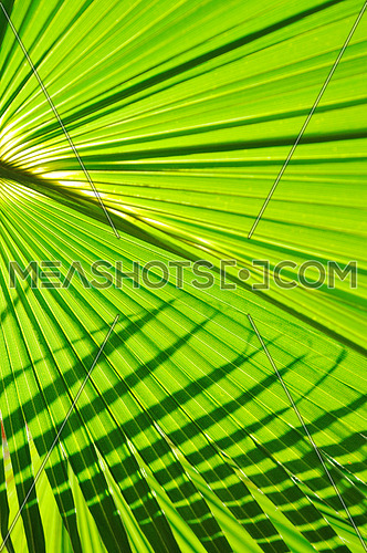 green fresh leaf of  palm background closeup 