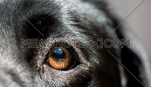 Close up of a dogs eye