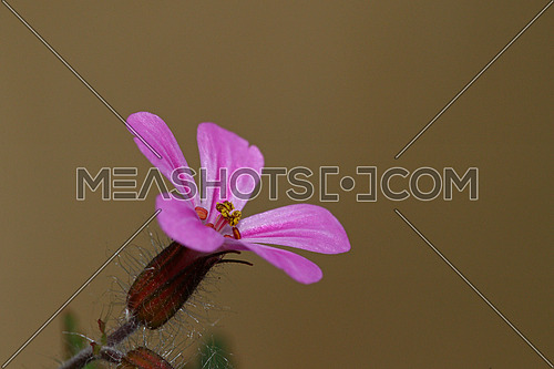 Little pink flower against blurred baground bokeh