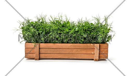 Close up fresh green peas microgreen sprouts in brown wooden box isolated on white background, low angle view