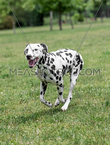 Adorable black Dalmatian dog outdoors in summer
