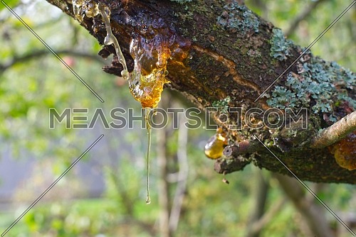 Sap or resin oozing from an injured tree branch with damaged missing bark in a woodland or garden setting in close up