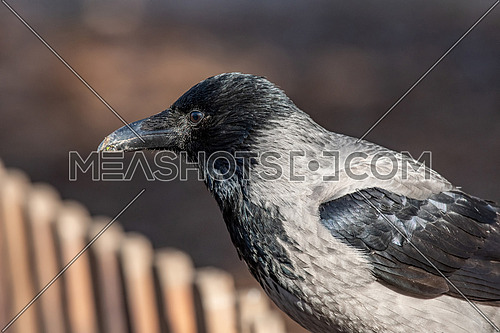 Carrion Crow (Corvus corone) sitting on wooden fence
