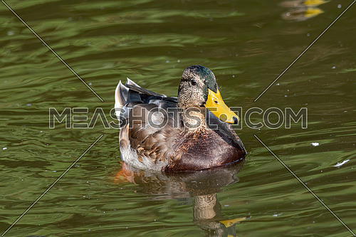 Birds and animals in wildlife. Close up of a Mallard Duck. Young Male Mallard Ducks at the Lake