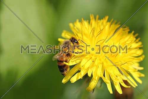Honeybee covered in pollen going through a yellow dandelion flower against a blurred green background