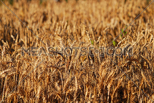 wheat and blue sky   (NIKON D80; 6.7.2007; 1/200 at f/6.3; ISO 100; white balance: Auto; focal length: 230 mm)