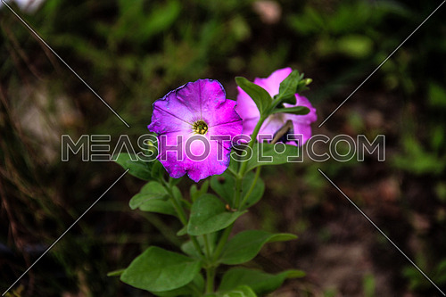 a close up for a violet colored flower in a garden