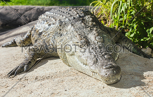 A crocodile on a rock near a swamp