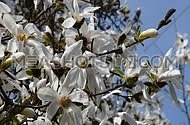 White magnolia tree flowers and new buds on branch tremble in the wind over clear blue sky, Full HD 1080