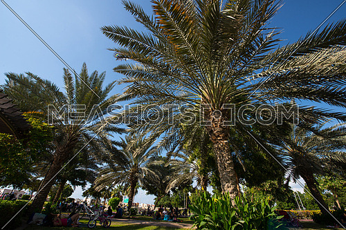 palm trees in a park with blue sky