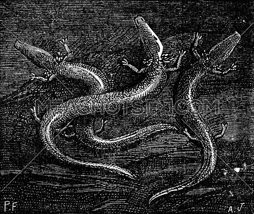 Example of processing the races and atrophy of organs, the blind-fish reptile caves of Carniola, vintage engraved illustration. Earth before man â 1886.