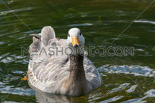 The bar-headed goose is named for the two conspicuous dark bars running around the back of its white head.