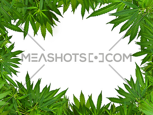 Close up border frame of fresh green cannabis or hemp leaves isolated on white background