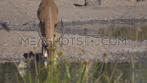 View of Red Billed Oxpeckers feeding on insects of Impala ram
