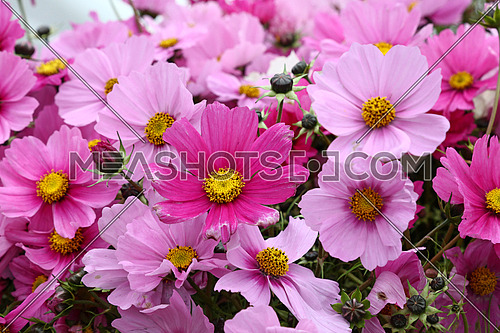 Close up background of fresh pink and purple cosmos flowers, high angle view