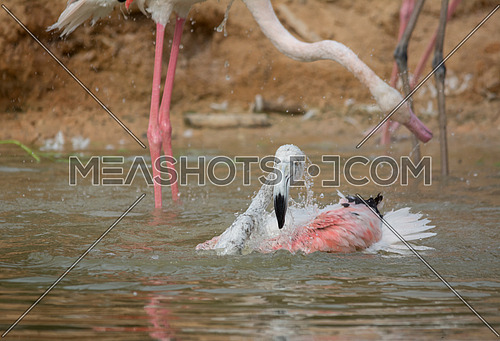 Lessar Flamingo
