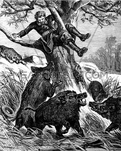 A seat in the countryside. Peccaries rushed against the throne of the tree, vintage engraving.