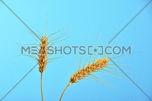 Two wheat ripe mature ears spikes bending under clear blue sky without clouds