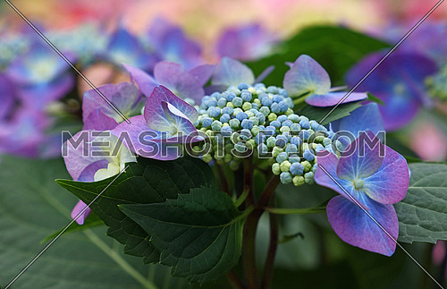 Close up fresh purple blue hydrangea or hortensia flowers