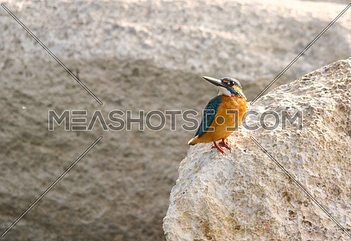 a King fisher on a white rock
