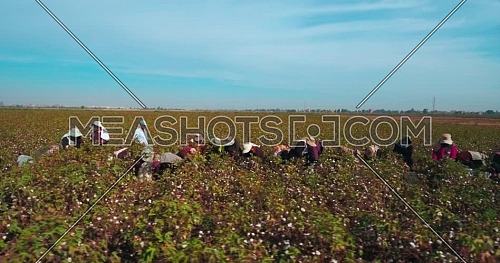 Aerial shot for farmers while harvesting Cotton in Kafr elsheikh  at day