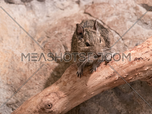 Degu, also known as a bushy tail rat. It is a native of Chile. Untamed degus, as with most small animals, can be prone to biting, but their intelligence makes them easy to tame.