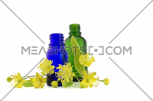 Fresh Linden or Tilia flowers and leaves with essential oil bottles in a therapeutic aromatherapy still life isolated on white background