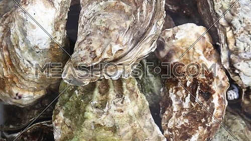 Close up group of several big fresh oysters in running clear water, elevated high angle view