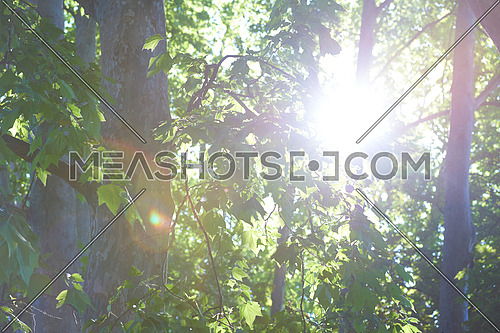 tree branches with blue sky in background and fresh spring leafs close up ready for double exposure mask selection