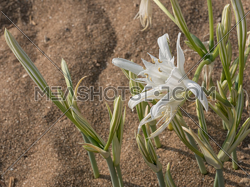 Pancratium maritimum, or sea daffodil, bulbous plant of the Mediterranean region and Black Sea with Amaryllis borer, Crinum borer, Lily borer or Kew arches.