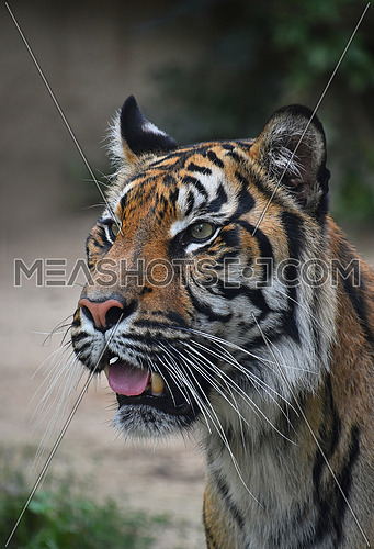Close up portrait of one young Sumatran tiger (Panthera tigris sondaica) looking at camera alerted with mouth open, high angle view